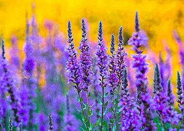 《寂静岭f》主视觉图 首发登陆PC、PS5、XSX|S和微软商城